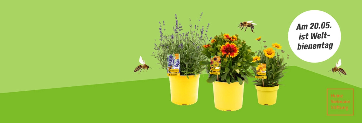 Am 20.05. ist Weltbienentag